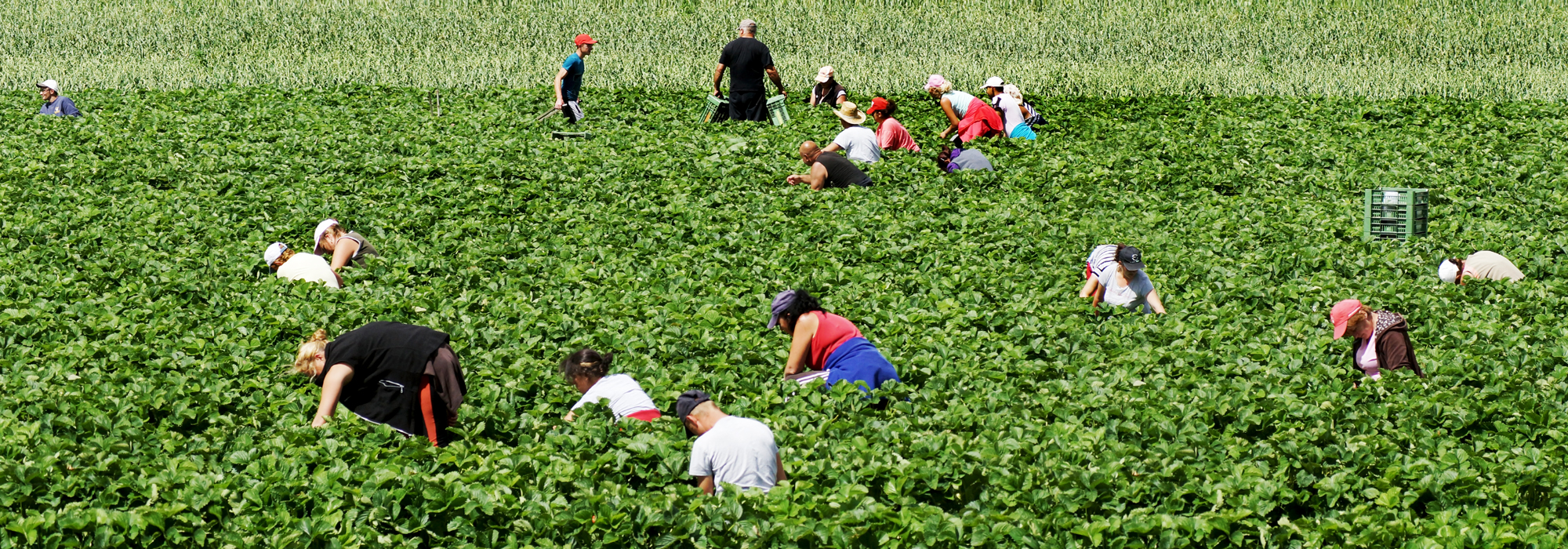 The Canadian Temporary Foreign Worker Program